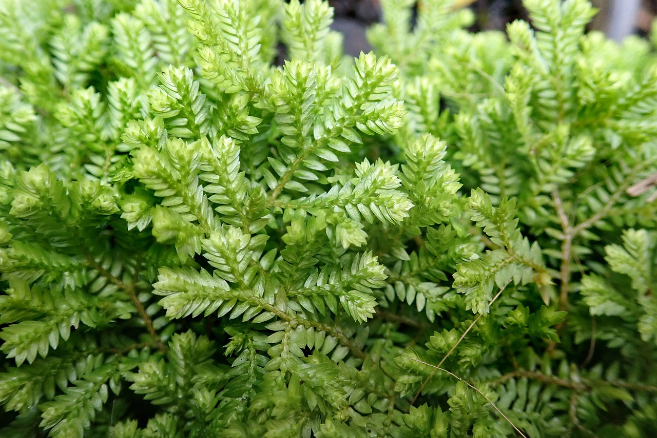 Best Ground Cover Plants for a Weed-Free Garden